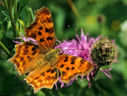 C-butterfly, comma butterfly, nymphalis c-album, polygonia c-album, butterfly, backlight, insects,