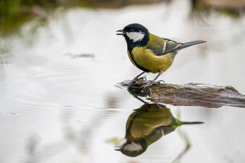 Great tit, great tit, parus major, bath, bird bath, birds, tit, passeri, songbirds, songbirds,