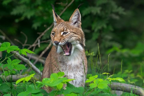 Close-up portrait of Eurasian lynx, Northern lynx (Lynx lynx lynx) calling in forest in spring