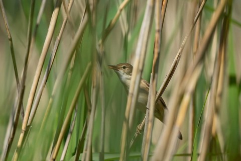 Reed warbler (Acrocephalus scirpaceus) adult bird in a reedbed, England, United Kingdom