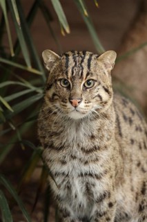 Portrait of a wild cat with spotted fur, surrounded by green vegetation, fish cat (Prionailurus