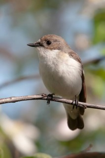 Ficedula hypoleuca, pied flycatcher, mourning snapper, mourning snapper, birds, high size, portrait