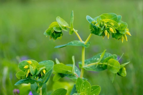 Boraginaceae, Cerinthe Minor, Czech Republic, small wax flower, lesser honeywort, roundleaf family,