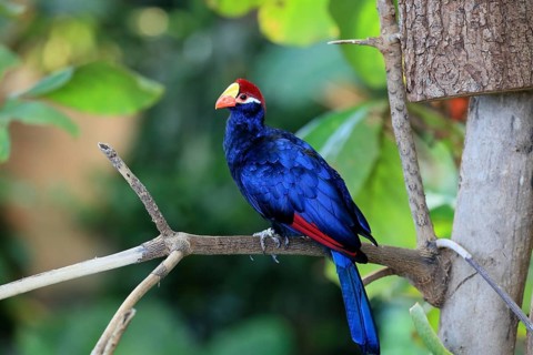 A colourful bird perched on a branch in the countryside, standing out against the greenery with its