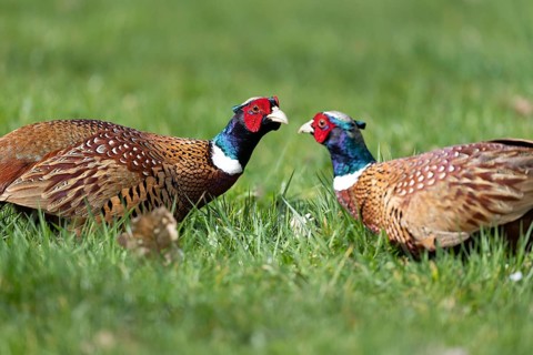 Fighting pheasants (Phasianus colchicus), Germany