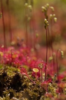 Brosswort, Bullwort, Drosera rotundifolia, Droseraceae, Lord's Spoon, Sky Spoon, Sky Dew, Roundleaf