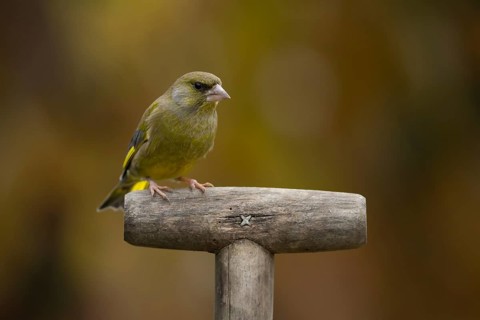 European greenfinch (Chloris chloris) adult male garden bird on a fork handle, England, United