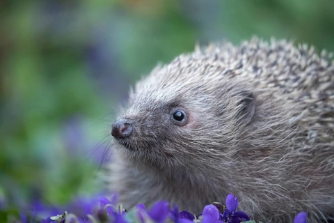 European hedgehog (Erinaceus europaeus) adult animal wandering over flowering Common dog violets