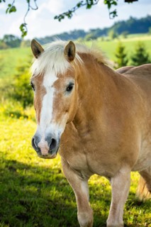 Haflinger, mare, in the pasture, portrait, chestnut, light mane, light chestnut (flax-coloured)