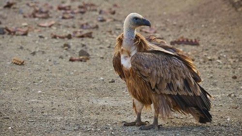 A vulture stands on barren ground, gazing intently into the distance: a griffon vulture (Gyps