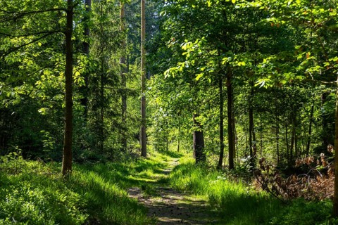 Waldweg in der Dippoldiswalder Heide, Dippoldiswalde, Saxony, Germany