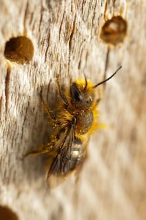 Hymenoptera, shorthorn mason bee, mason bee, osmia atrocaerulea, osmia brevicornis, osmia panzeri,