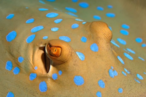 Eye, Blue-spotted stingray (Taeniura lymma), detail, Gota Abu Ramada, Hurghada, Egypt