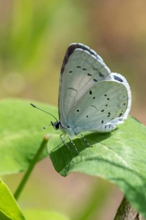 Celastrina argiolus, buckthorn blue, holly blue, blue, butterfly, high size, portrait format,