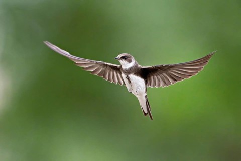 Sand Martin (Riparia riparia), in flight, Reussegg Nature Reserve, Canton of Aargau, Switzerland