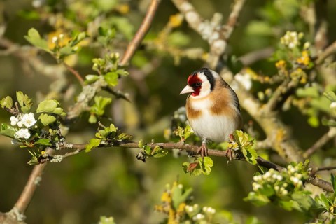 European goldfinch (Carduelis carduelis) adult bird in a Hawthorn tree in spring, England, United