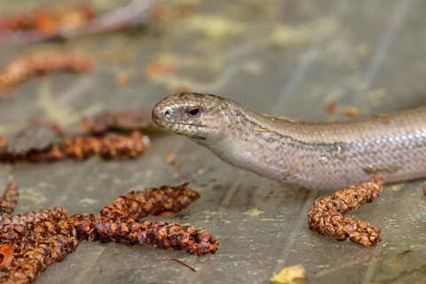 Slow worm (Anguis fragilis), Wilnsdorf, North Rhine-Westphalia, Germany