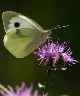 Large cabbage white, Pieris brassicae, butterfly, high size, portrait, insects, butterfly,
