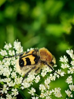 A close-up of a furry, yellow-and-black-banded bee beetle (Trichius fasciatus) resting on tiny
