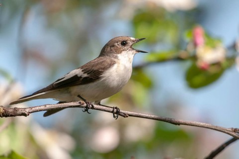 Ficedula hypoleuca, pied flycatcher, mourning snapper, mourning snapper, birds, song, passeri,