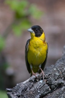 Black-headed bunting, Emberiza melanocephala, caped bunting, birds, Bulgaria, high size, portrait