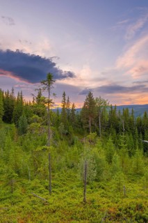 View of a clearing in the forest at sunset in the mountains, Gol, Halligdal, Buskerud, Norway