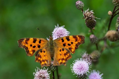 C-butterfly, comma butterfly, nymphalis c-album, polygonia c-album, butterfly, insects, butterfly,