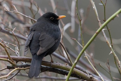 Blackbird, Turdus Merula, Birds, Male, Male, Passeri, Songbirds, Birds