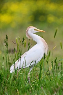 Cattle egret (Bubulcus ibis), foraging in a meadow, Camargue, southern France, France