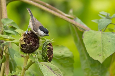 Marsh tit (Poecile palustris) adult bird on a Sunflower (Helianthus spp) seed head in summer,
