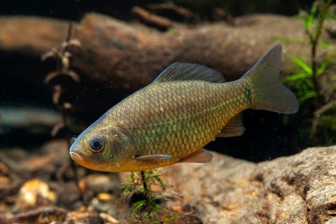 Carassius carp, crucian carp, cobbler carp, fish, fishes, pisces