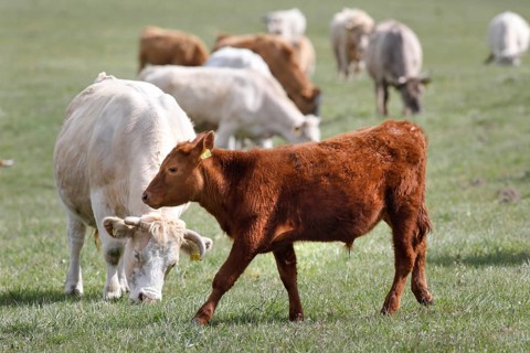 Free-range calves, cattle and cows from the Jahnsfeld organic farm in Brandenburg, they graze the