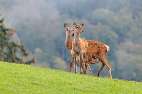 A female red deer (Cervus elaphus) nurses her calf in a meadow in hilly terrain. Another female