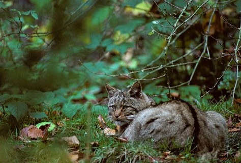 Carnivora, Felis Silvestris, predators, wildcat, FFH, mammals, raptors, mammals