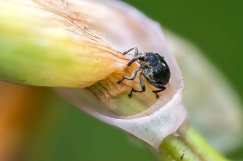 Iris weevil, mononychus punctum album, weevil, iris weevil, white spotted iris weevil, yellow flag