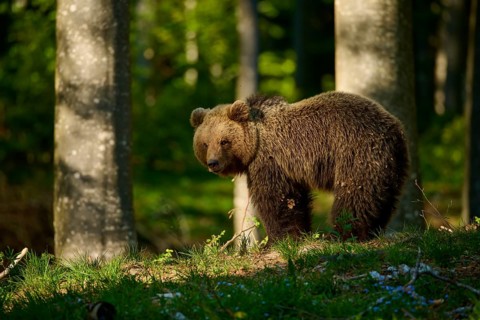 A brown bear in the forest, surrounded by trees and bathed in soft light, European brown bear