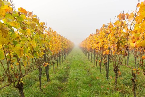 Tranquil autumnal vineyards with foggy atmosphere and yellow leaves, Korb im Rems Valley,