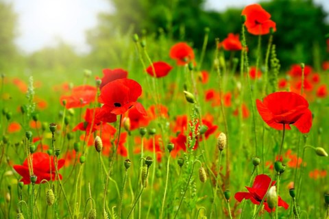 Blooming poppies, Papaver rhoeas, in Kirchwerder, Hamburg, Germany, photo montage +++ editorial use