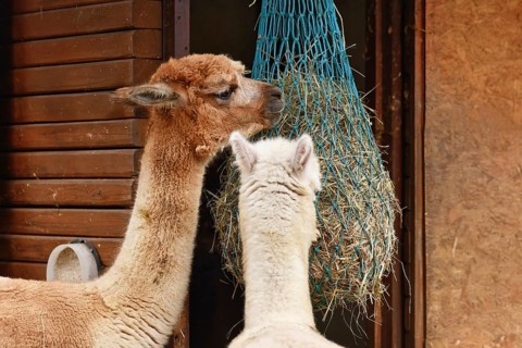 Two alpacas feeding from hanging hay net