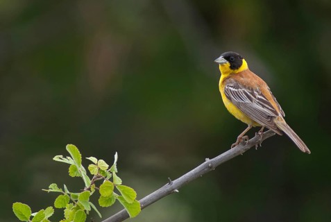 Black-headed bunting, Emberiza melanocephala, caped bunting, birds, Bulgaria, male, passeri,