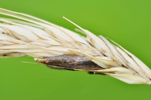 Ear of rye (Secale cereale) with ergot (Claviceps purpurea), North Rhine-Westphalia, Germany