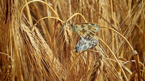 A close-up of two butterflies: a checkerboard moth (Melanargia galathea) mating, resting on stalks