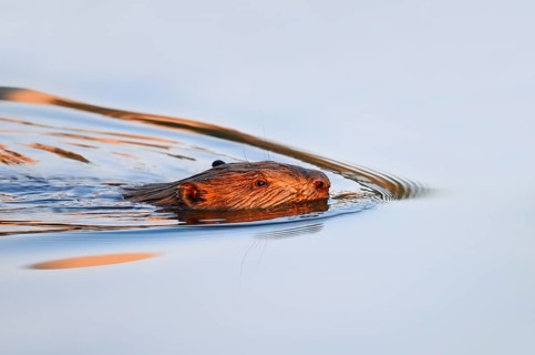 European beaver (Castor fiber), swimming, North Rhine-Westphalia, Germany