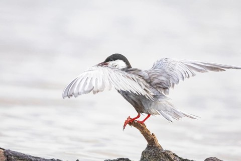 White-bearded Tern (Chlidonias hybridus) Hungary