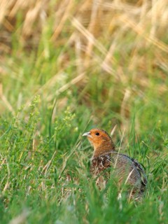 Partridge (Perdix perdix) in a meadow, Solms, Hesse, Germany