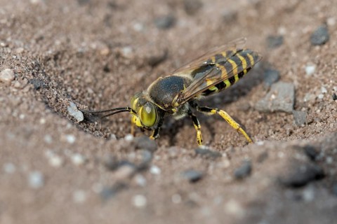 Bembix Rostrata, Brandenburg, Common European Sand Wasp, Crabroniade, Germany, hymenoptera, gyro