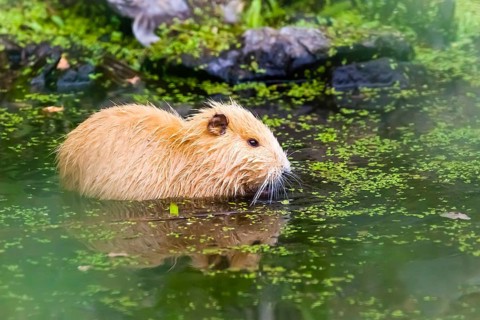 Animals, mammals, nutria, beaver rat, swamp beaver, biotope, habitat, tailbober, tail rat