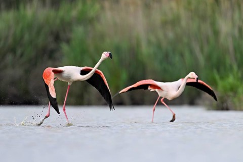 Two greater flamingos (Phoenicopterus roseus), taking departure, Camargue Regional Nature Park,