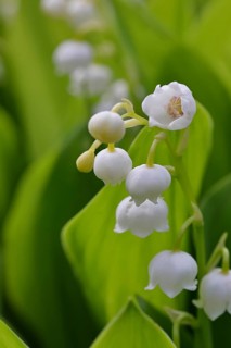 Lily of the valley (Convallaria majalis) – a plant that flowers in spring, close-up of the
