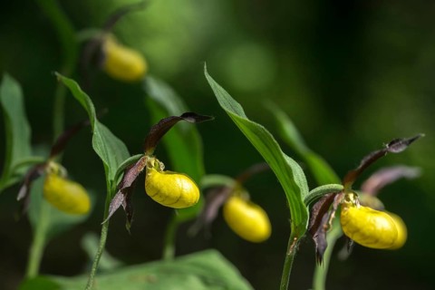 Cypripedium calceolus, lady's slipper orchid, orchidaceae, orchids, orchids, flora, plants, plants